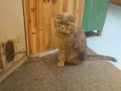 -猫色咖啡·猫咖