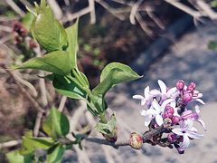 -黑龙江省森林植物园