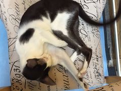 -猫色咖啡·猫咖