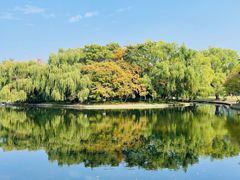 -上海共青森林公园