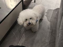 -BABIT巴比特宠物(MOMOPARK店)