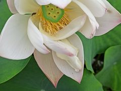 -黑龙江省森林植物园