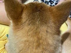 -逗柴咖啡屋·狗咖猫咖宠物桌游