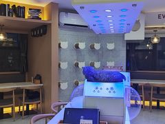 -喵园·猫主题咖啡厅·撸猫·猫咖(国贸店)