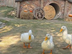 -HERRE·FARM 赫尔露营农场·团建聚会包场