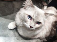 -瞄一喵猫咖(格力海岸店)