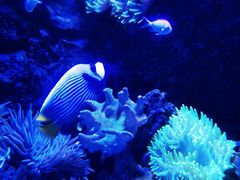 -太平洋海底世界