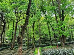 -野蔓果·山野菜(西湖景区·龙井茶田店)