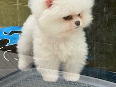 -帕帕拉兹宠物(亚洲旗舰店)