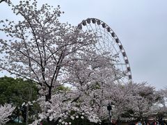 -顾村公园