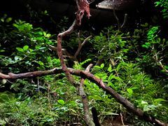 -夜间野生动物园