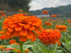 -新安江山水画廊风景区