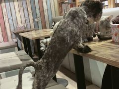 -小时光咖啡馆(开森度假森林店)