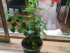 -思金拉措庄园藏餐(太阳岛店)