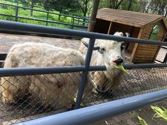 -长白岛森林公园