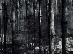 -白鹭湾湿地公园