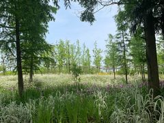 -上海长兴岛郊野公园