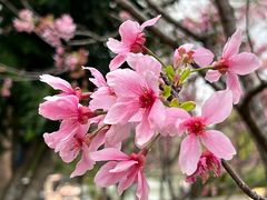 -中国科学院华南植物园