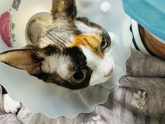 -北京观赏动物医院·24小时大型综合·猫专科·异宠专科