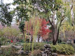 -嘉定紫藤园
