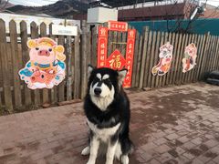 -趣玩宠物乐园寄养训犬训狗游泳池