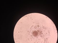 -瑞派雷欧宠物医院·24h夜诊·心脏骨科牙科·全科重症转诊中心(无影山店)