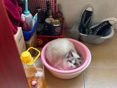 -瑞派福兴宠物医院犬猫全科·骨科·中西医结合(河东店)