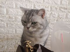 -平行世界·猫咖(首经贸店)