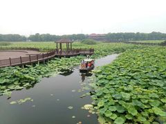 -荷塘月色湿地公园·向阳花洲