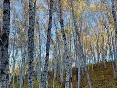 -塞罕坝国家级自然保护区