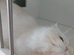-十月米努特矮脚猫舍