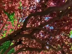 -欧韵公园