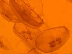 -沈阳海洋探索中心