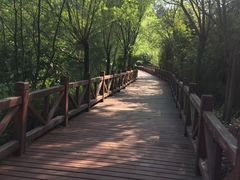 -铁山坪森林公园