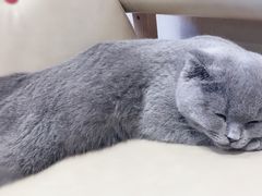 -藏猫猫咖啡主题馆(中央大道店)