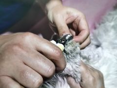 -北京观赏动物医院·24小时大型综合·猫专科·异宠专科