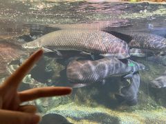 -太平洋海底世界