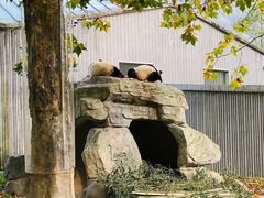 -卧龙中华大熊猫苑神树坪基地