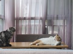 -有猫儿腻咖啡厅.猫咖