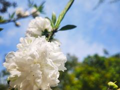 -南汇桃花村
