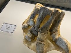 -辽宁古生物博物馆