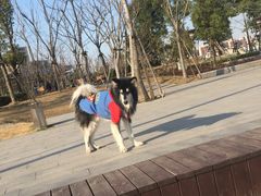 -南翔镇银翔湖公园