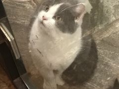 -猫咪博物馆(顶澳仔猫街店)