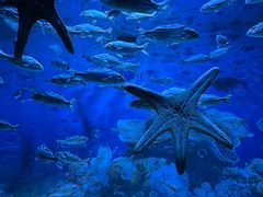 -海合安成都极地海洋公园