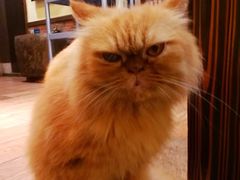 -more than meow吴止猫主题餐厅(承德 中船汇店)