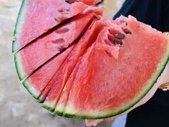 -庞各庄西瓜蔬菜采摘园·锦华瓜园