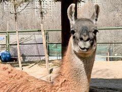 -青藏高原野生动物园