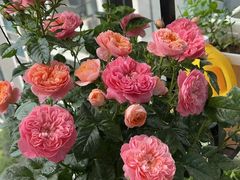 -青石桥花鸟鱼虫市场(叠翠城店)