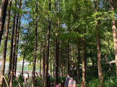 -重庆彩云湖湿地公园