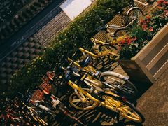 -泡桐树街